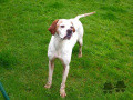 Pedigree TINO DU PONT BIHAN Pedigree TINO DU PONT BIHAN